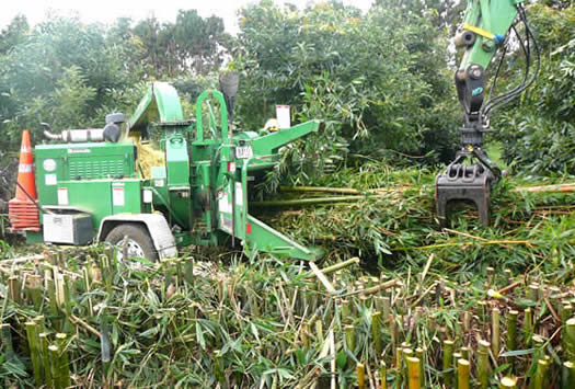 bamboo hedge removal and mulching