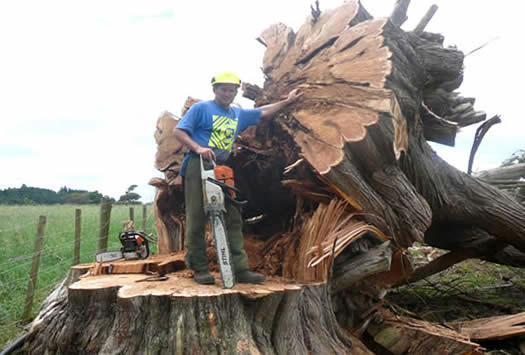 large tree felling