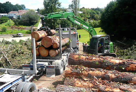 logging mature trees
