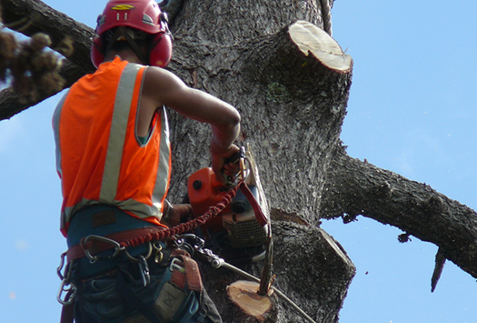 sectional tree removal
