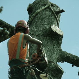 Man removing a tree with chainsaw